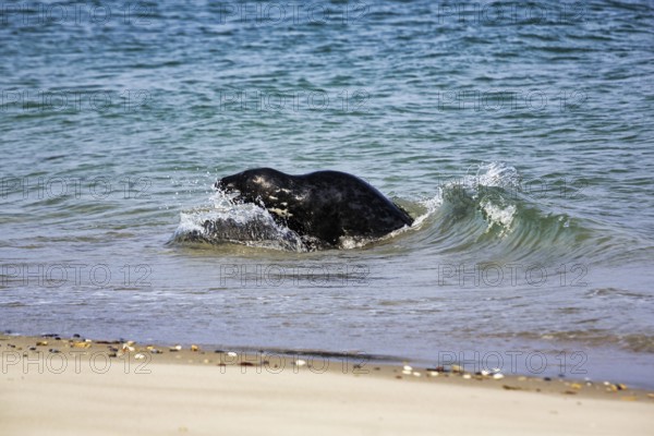 Grey seal (Halichoerus grypus) playing in the water, animal behaviour, Insel Düne, Helgoland, Schleswig-Holstein, Germany