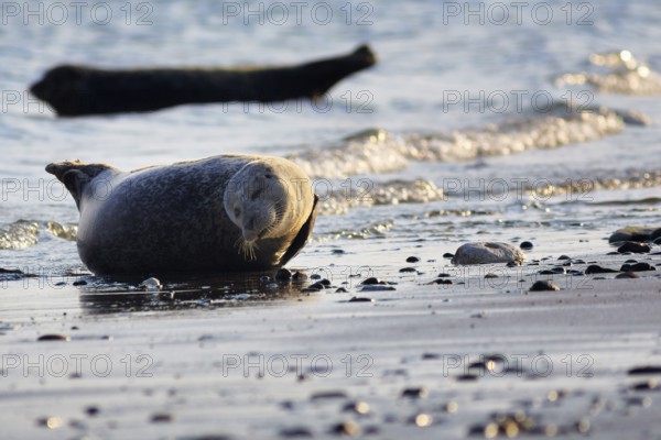 Harbour seal (Phoca vitulina) lying on the beach, Wildlife, Insel Düne, Helgoland, Schleswig-Holstein, Germany