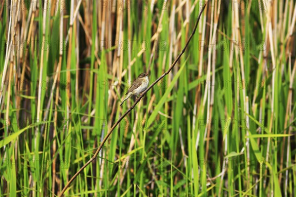 Chiffchaff, willow warbler sitting on a branch in the reeds, Insel Düne, Heligoland, Schleswig-Holstein, Germany