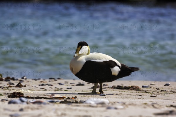 Eider duck (Somateria mollissima), male on the beach, Insel Düne, Helgoland, Schleswig-Holstein, Germany