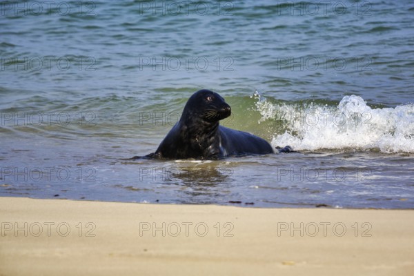 Grey seal (Halichoerus grypus) in the water, sandy beach, Dune Island, Heligoland, Schleswig-Holstein, Germany