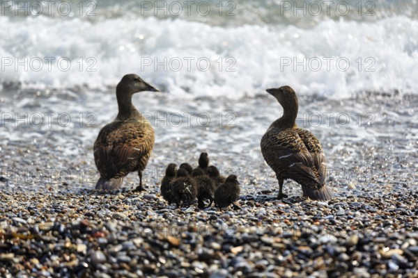 Two female eider ducks (Somateria mollissima) with several chicks on the shingle beach, surf, Insel Düne, Helgoland, Schleswig-Holstein, Germany