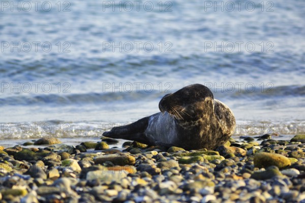 Grey seal (Halichoerus grypus) lying on the shingle beach, Insel Düne, Heligoland, Schleswig-Holstein, Germany