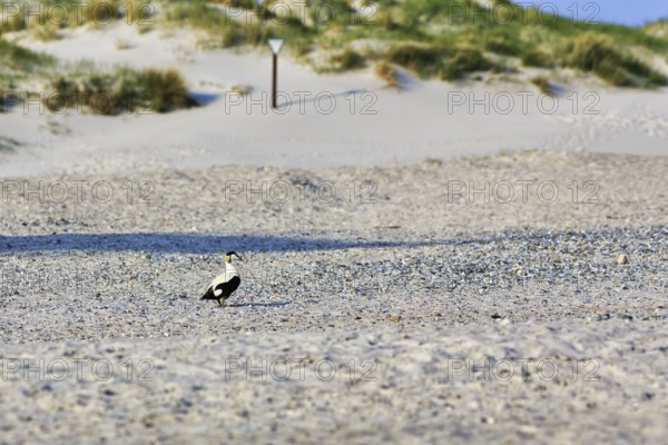 Male Common Eider (Somateria mollissima) on the beach, Insel Düne, Heligoland, Schleswig-Holstein, Germany