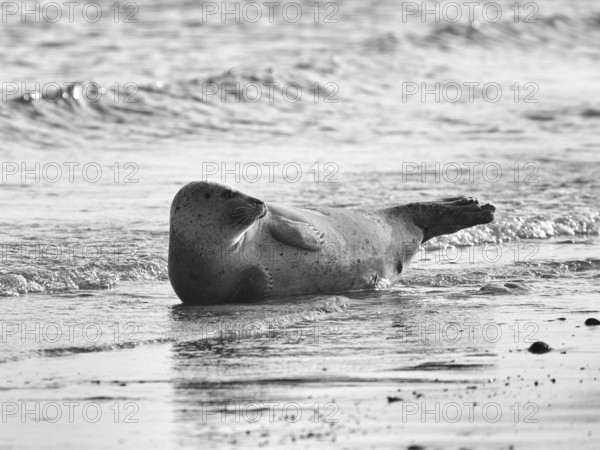 Harbour seal (Phoca vitulina) lying on the beach, monochrome, Insel Düne, Helgoland, Schleswig-Holstein, Germany