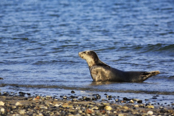 Harbour seal (Phoca vitulina) lying attentively on the beach, Wildlife, Insel Düne, Helgoland, Schleswig-Holstein, Germany
