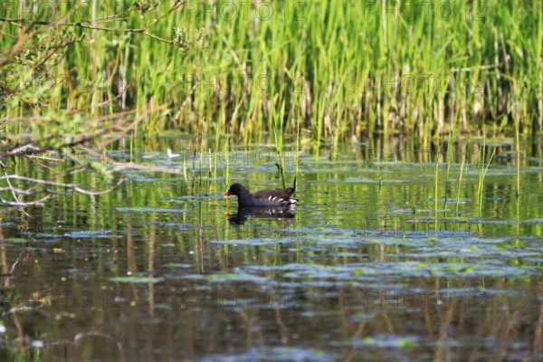 Moorhen (Gallinula chloropus), moorhen swimming on a pond, Insel Düne, Heligoland, Schleswig-Holstein, Germany