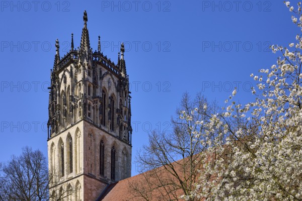 Überwasserkirche, Church of Our Lady, church tower, Gothic architectural style, blossoming tree, bird cherry (Prunus avium), blue cloudless sky, Überwasserkirchplatz, Münster, Münsterland, independent city, North Rhine-Westphalia, Germany
