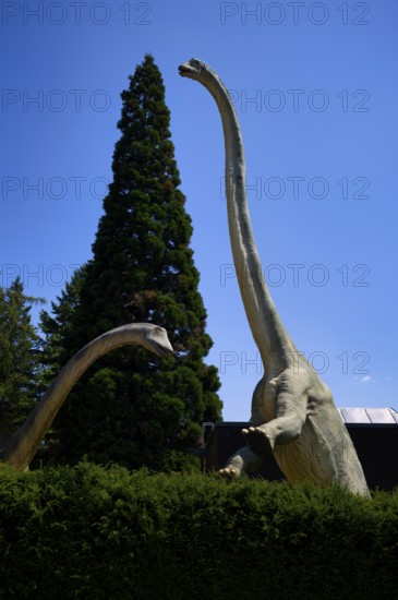 Replica, model of a Brachiosaurus, in front of Urwelt-Museum Hauff, Museum, Holzmaden, Baden-Württemberg, Germany