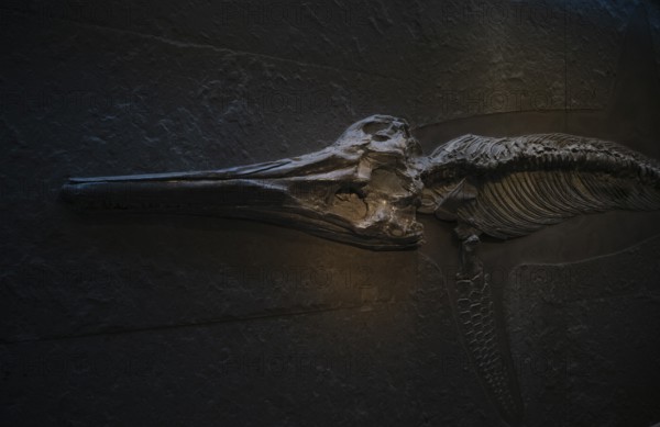 Interior photograph, head of a young ichthyosaur Temnodontosaurus trigonodon, exhibition, excavation on slate, museum, Urwelt-Museum Hauff, Holzmaden, Baden-Württemberg, Germany