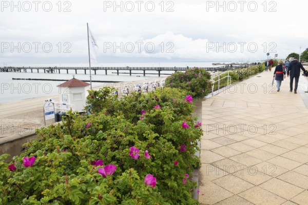Potato rose (Rosa rugosa), beach promenade, promenade, pier, Baltic Sea, Baltic seaside resort, Kühlungsborn-Ost, Kühlungsborn, Rostock district, Mecklenburg-Western Pomerania, Germany