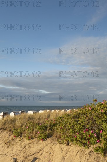 Coastal landscape, dunes, marram grass, potato rose (Rosa rugosa), beach chairs, Baltic Sea, Baltic seaside resort, Kühlungsborn, Rostock district, Mecklenburg-Western Pomerania, Germany