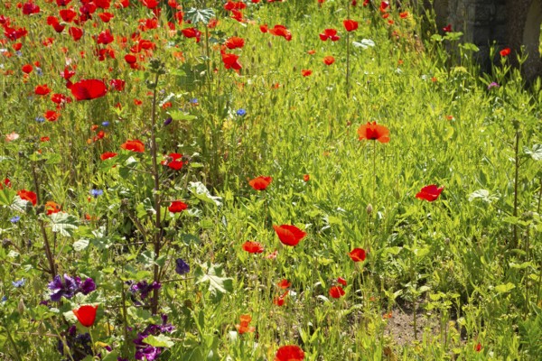 Various plants, flowers, front garden, Friedrich- Borgwardt-Sraße, Baltic Sea, Baltic Sea resort, Kühlungsborn, Rostock district, Mecklenburg-Western Pomerania, Germany
