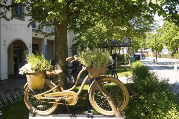 Decorative bicycle, plants, outdoor area, Baltic Sea, Baltic seaside resort, Kühlungsborn, Rostock district, Mecklenburg-Vorpommern, Germany