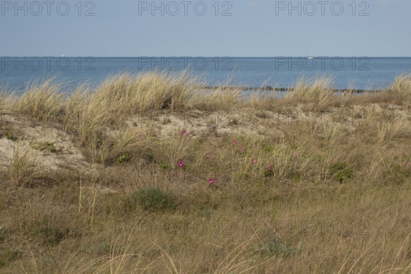 Beach dune with potato roses, Baltic Sea, Kühlungsborn, Rostock district, Mecklenburg-Western Pomerania, Germany