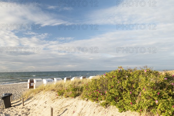 Dune sand, beach, beach chairs, Kühlunsborn Ost, Baltic Sea, Baltic Sea resort, Kühlungsborn, Rostock district, Mecklenburg-Western Pomerania, Germany