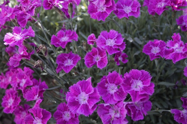Pink carnation blossoms (Dianthus) in the garden in daylight, Siegen