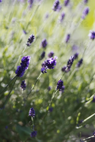 Purple lavender flowers (Lavandula angustifolia) unfurling in the sunshine and spreading a summery atmosphere, Siegen