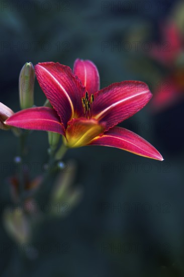 Close-up of a pink daylily (Hemerocallis) with fascinating details of the petals against a dark background, Nettetal