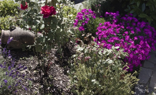 Colourful garden landscape with roses (Rosa) and carnations (Dianthus) in full bloom, Siegen