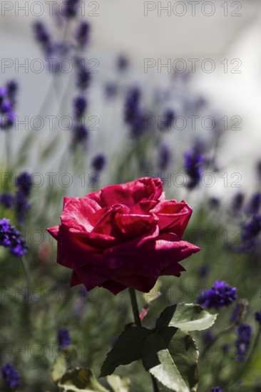 Red rose (Rosa) with purple lavender (Lavandula angustifolia) in the background in the sunshine, Siegen