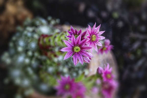 Close-up of pink Sempervivum flowers in a natural environment, Siegen