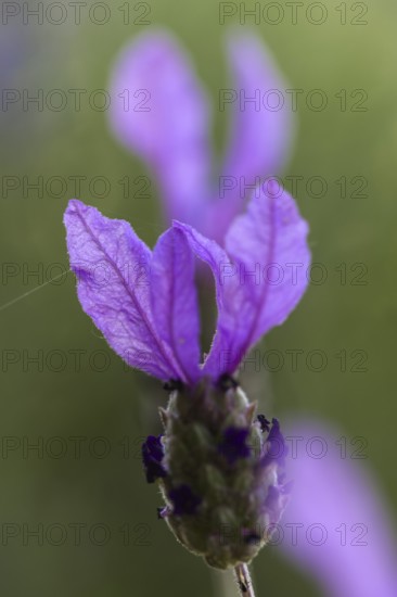 Crested lavender flower (Lavandula stoechas) in close-up with green background, Siegen