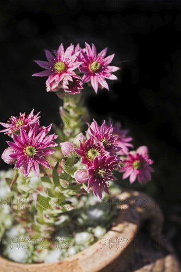 Pink Sempervivum flowers in a plant pot in natural light, Siegen