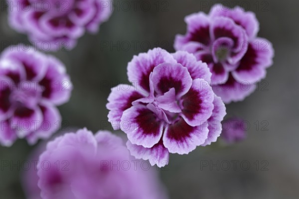 Macro shot of delicate pink carnation blossoms (Pink Kisses) with blurred background, Siegen