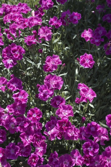 Dense pink carnation flowers (Dianthus) in the garden with green shelter, Siegen