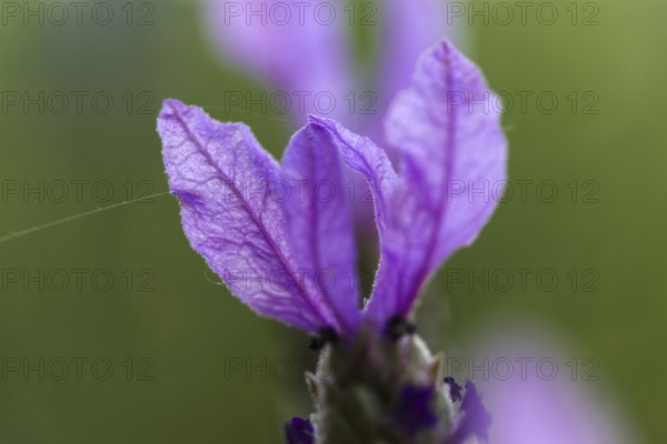 Macro photograph of a crested lavender flower (Lavandula stoechas) against a green background, Siegen