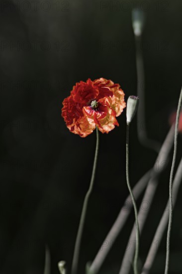 Red poppy (Papaver rhoeas) in front of a blurred dark background, emphasising filigree stems and bright flower, Nettetal