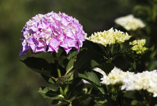 Pink and white hydrangea flowers with lush greenery in a natural outdoor area, Nettetal