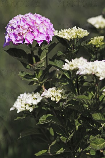 Multicoloured hydrangea with pink and white flowers, surrounded by dense foliage, Nettetal