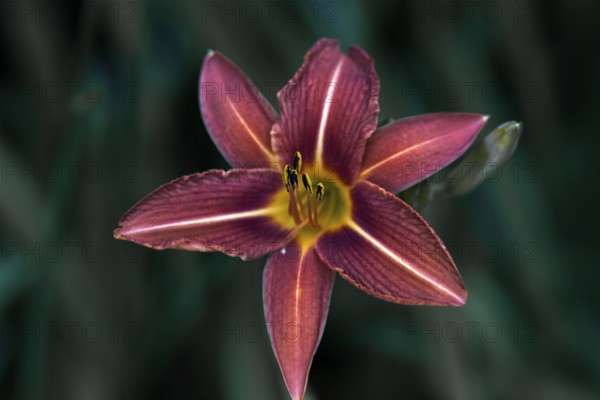 Close-up of a purple daylily (Hemerocallis), which impresses with its vibrant colour and fine flower structure, Nettetal