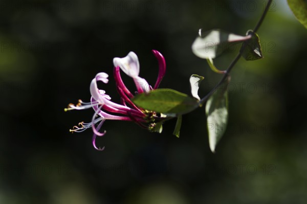 Delicate honeysuckle flowers (Lonicera caprifolium) stand out with their fine details against a blurred dark background, Nettetal