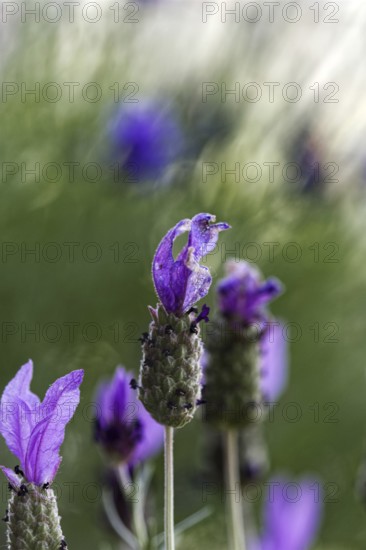 Purple crested lavender flowers (Lavandula stoechas) with soft Zen background outdoors, Siegen