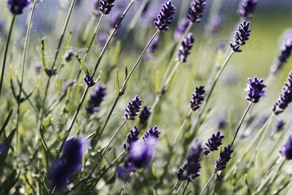 Lavender stems (Lavandula angustifolia) in nature in the sunlight, with purple flowers that create a calming atmosphere, Siegen