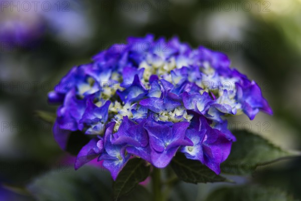 Purple and blue hydrangea flowers (Hadrangea), emphasised by their bold colours and textured petals, Nettetal