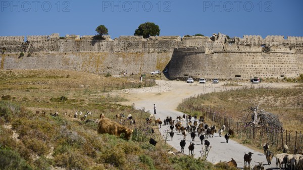 A herd of animals passes by a large historic fortress, Antimacheia, Medieval fortress, St John's fortress, Antimachia, Kos, Dodecanese, Greek Islands, Greece