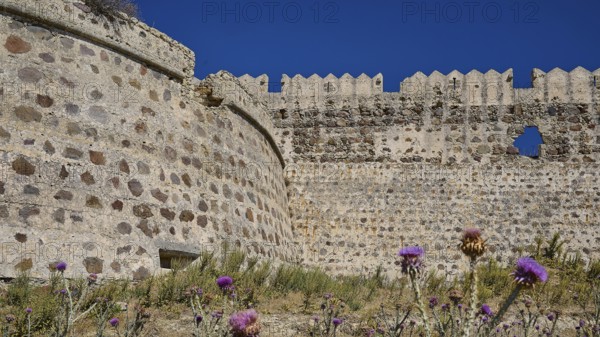 Majestic stone walls with purple thistles, clear sky in the background, Antimacheia, Medieval Fortress, St John's Fortress, Antimachia, Kos, Dodecanese, Greek Islands, Greece