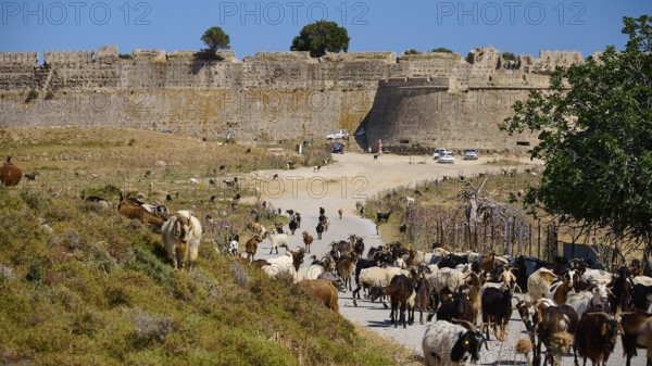Herd of goats moving along a narrow path in front of a massive fortress wall, Antimacheia, Medieval Fortress, St John's Fortress, Antimachia, Kos, Dodecanese, Greek Islands, Greece