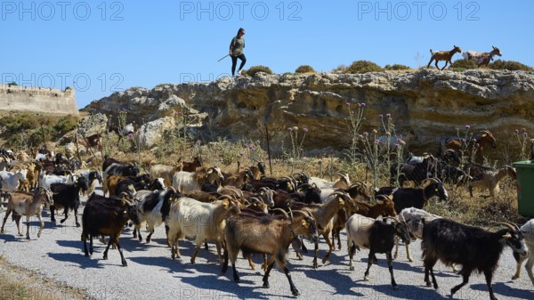 Shepherd leading goats along a small path through a rocky landscape, Antimacheia, Medieval Fortress, St John's Fortress, Antimachia, Kos, Dodecanese, Greek Islands, Greece