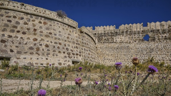 Fortress walls tower over the site, surrounded by flowering thistles, Antimacheia, Medieval Fortress, St John's Fortress, Antimachia, Kos, Dodecanese, Greek Islands, Greece