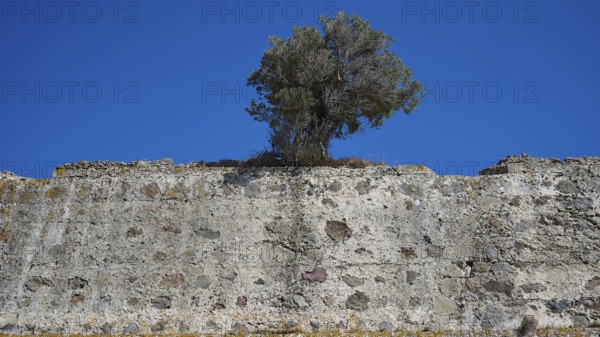 Tree protruding from an ancient stone wall, Antimacheia, Medieval fortress, St John's fortress, Antimachia, Kos, Dodecanese, Greek Islands, Greece