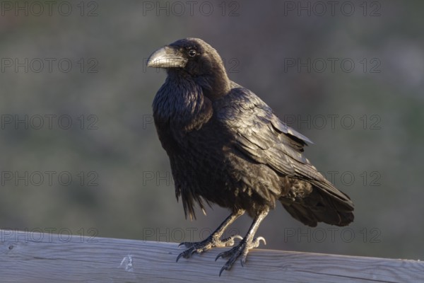 Canary Raven (Corvus corax canariensis), endemic, Fuerteventura, Canary Island, Canary Islands, Spain