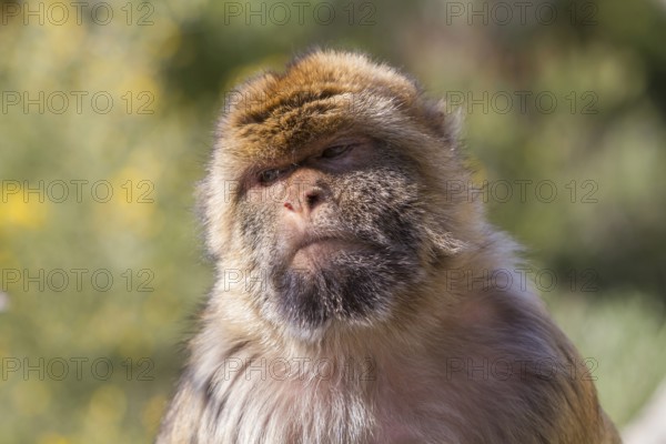 Barbary macaque (Macaca sylvanus), also called Magot, Gibraltar