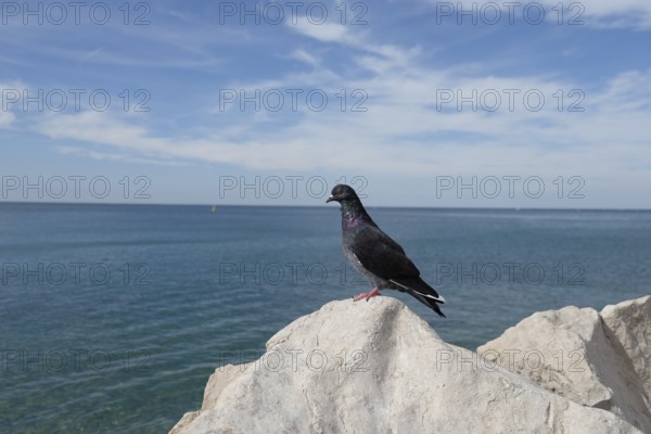Pigeons (Columbidae) sitting on a rock by the sea, Slovenia