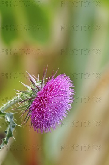 Flower head of the Musk Thistle (Carduus nutans, also known as nodding thistle), by the wayside, Rosenheim, Bavaria, Germany