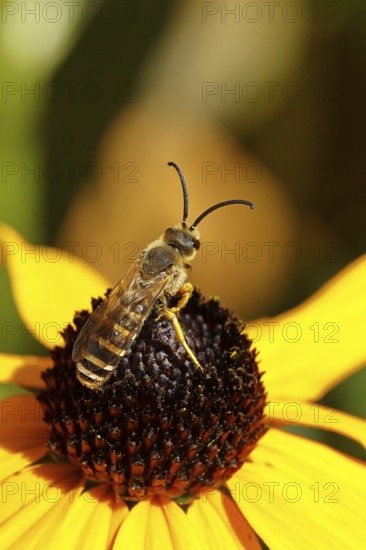 Yellow-banded furrow bee (Halictus scabiosae), on yellow coneflower (Echinacea paradoxa), Wilnsdorf, North Rhine-Westphalia, Germany
